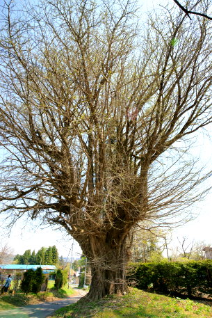 仙ノ沢のイチョウ