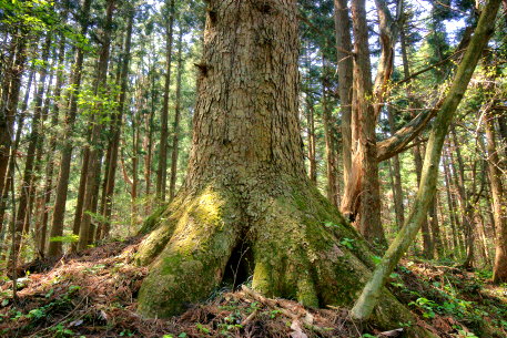 沢田のモミノキ