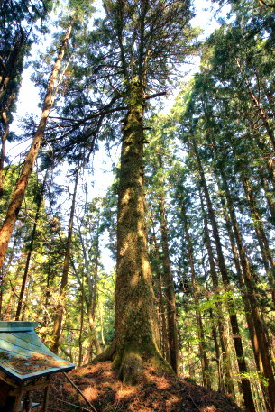 沢田のモミノキ