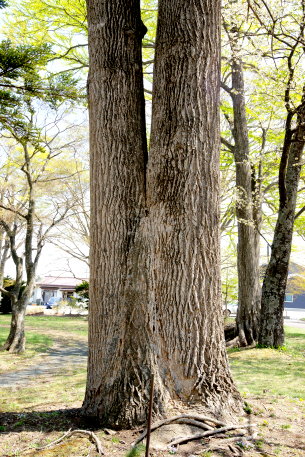 大堀公園のユリノキ