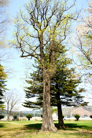 大堀公園のユリノキ