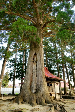 角沢八幡神社の杉