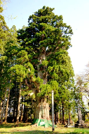 延沢城跡の大杉