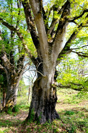 志津のイタヤカエデ（雄株）