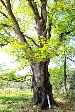 志津のイタヤカエデ（雄株）