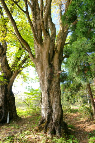 志津のイタヤカエデ（雌株）