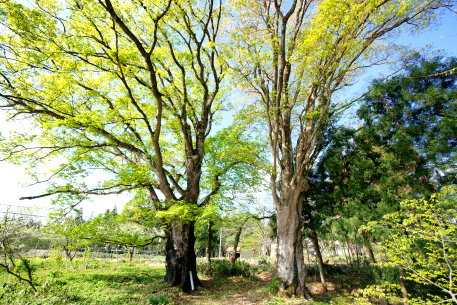 志津のイタヤカエデ（雌株）