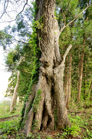 大坪のヒメグルミ