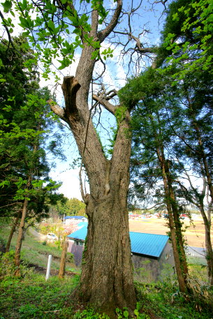 大坪のヒメグルミ