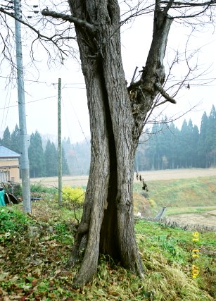 沼野台のスモモ