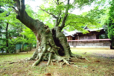 八柱神社のケヤキ