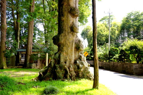 小原神社のケヤキ　１号木