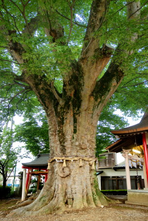 下妻神社の大欅