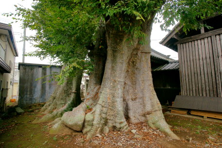 柿岡八坂神社のケヤキ