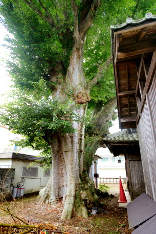 柿岡八坂神社のケヤキ