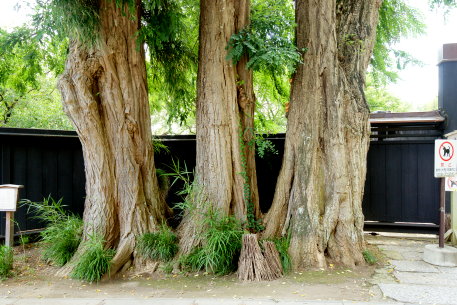 偕楽園のハリエンジュ