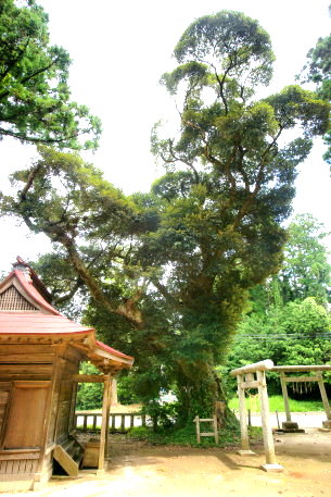 神塚神社の椎の木