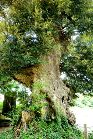 神塚神社の椎の木