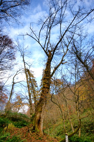 かご山のサワグルミ