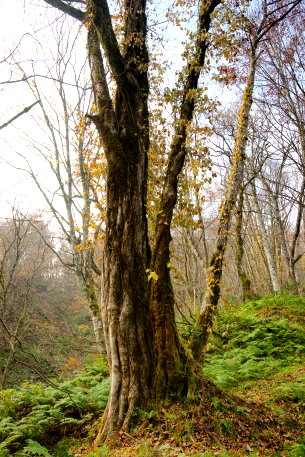 かご山のサワグルミ