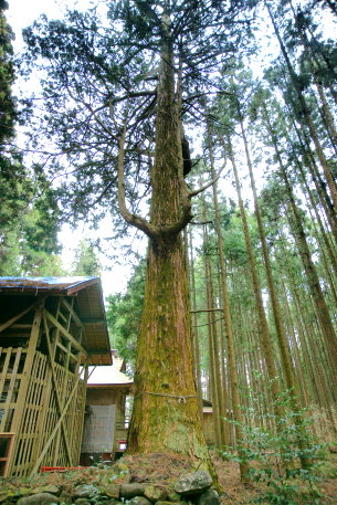 平田神社のヒノキ