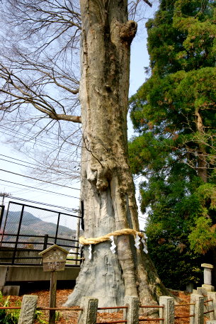 智賀都神社のケヤキ(西)