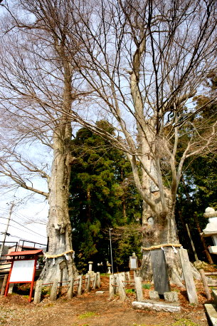智賀都神社のケヤキ(東)