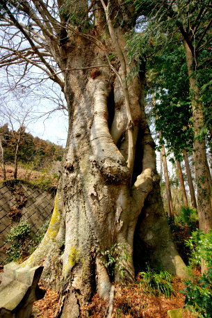 上徳次郎のケヤキ