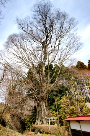 上徳次郎のケヤキ