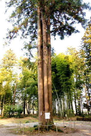 大神神社の広葉杉