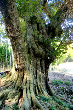 雷電神社の椎の木