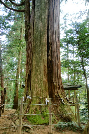 鷲子山の千年杉