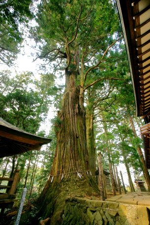 鷲子山の千年杉