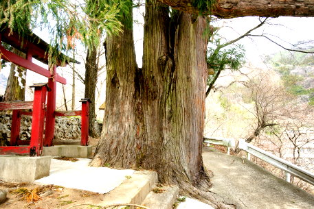 川和諏訪神社のスギ