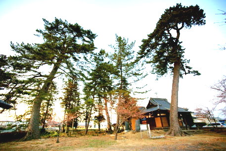 太奈荷神社のクロマツ　No2