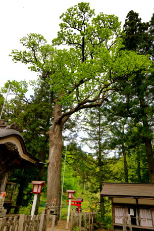 岡谷稲荷神社のハリギリ