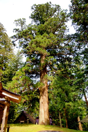 興田神社のスギ