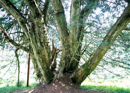小釿の神代カヤ