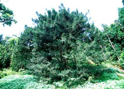 小釿の神代カヤ