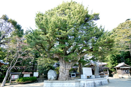 鶴谷八幡神社のイヌマキ