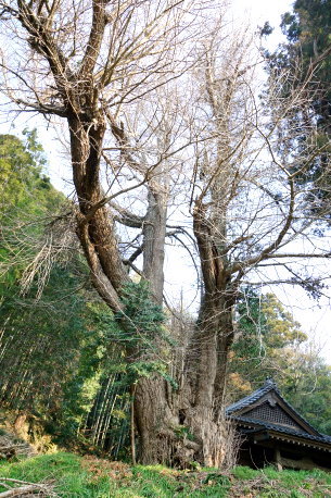 川原井八幡神社のイチョウ