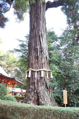 香取神宮の神木杉