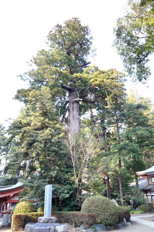 香取神宮の神木杉