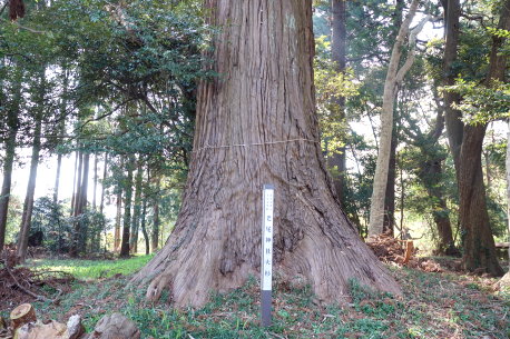 老尾神社の大杉
