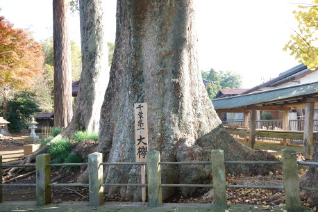 馬橋香取神社のケヤキ