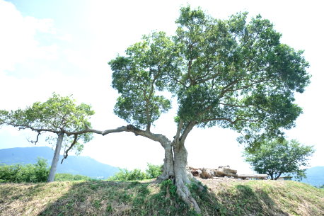燧ケ池のエノキ