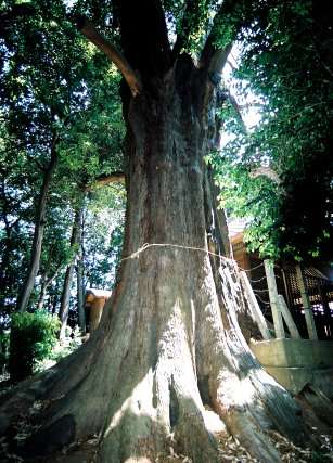 土屋神社の神木スギ