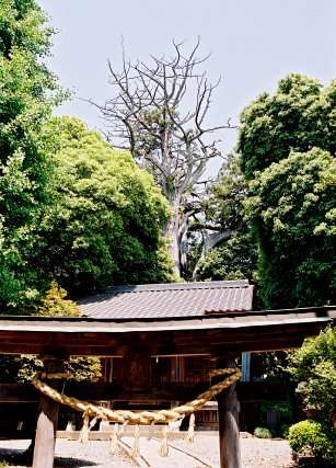 土屋神社の神木スギ