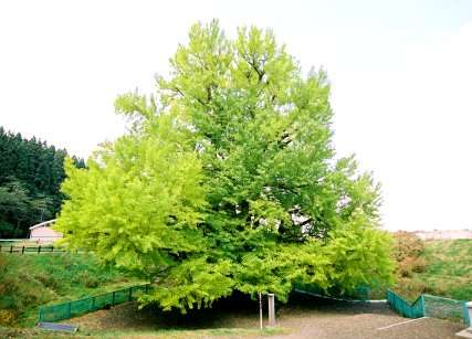 折曽のイチョウ