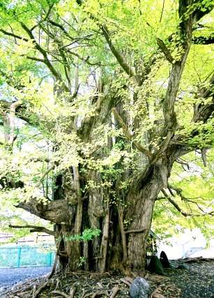 折曽のイチョウ